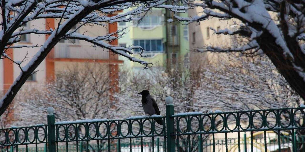 Kargaların kartopu keyfi