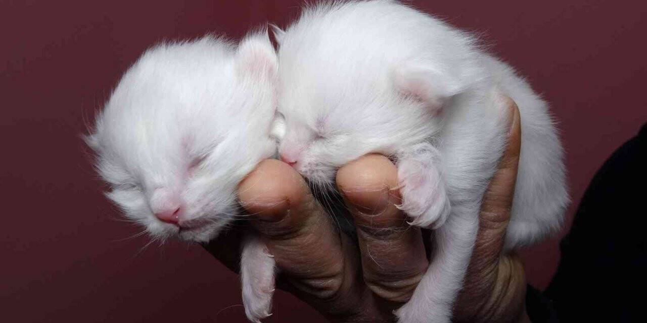 2022 yılının ilk Van kedileri dünyaya geldi