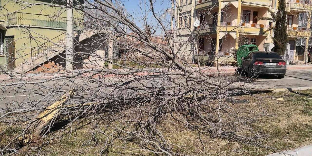 Otomobil refüjdeki ağacı söküp karşı şeritteki çöp konteynerine çarptı
