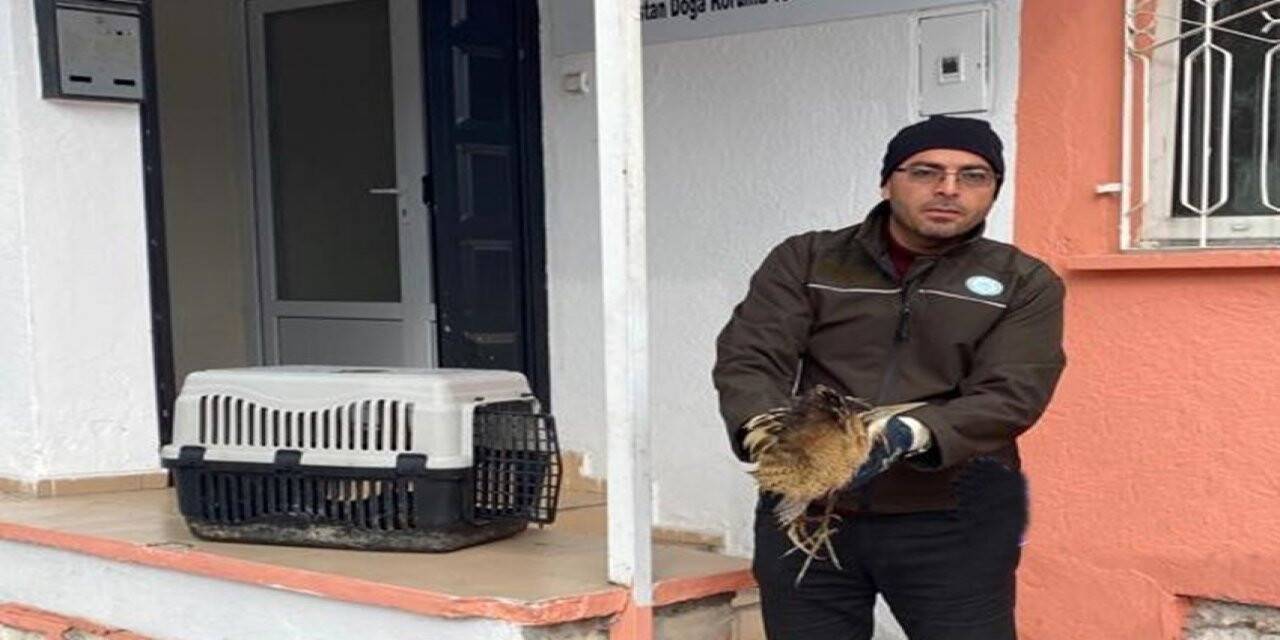 Nesli tükenmekte olan yaralı Hint balıkçıl kuşu koruma altına alındı