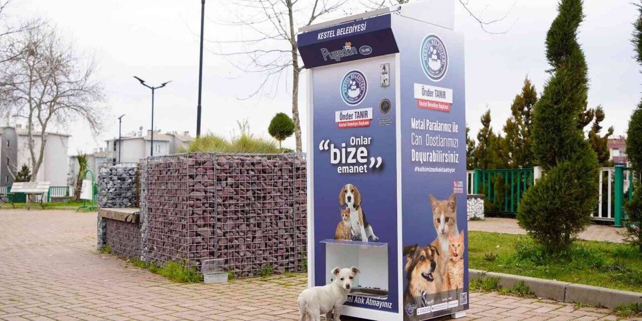 Kestel’de sokak hayvanları için ‘Mamamatik’ uygulaması