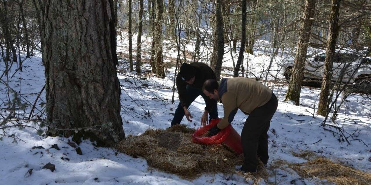 Yaban hayvanlar beslendi