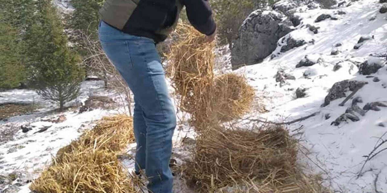 Yaban hayvanları için yem