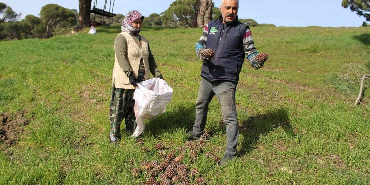 Çam fıstığı üreticilerinin ’tapu’ talebi
