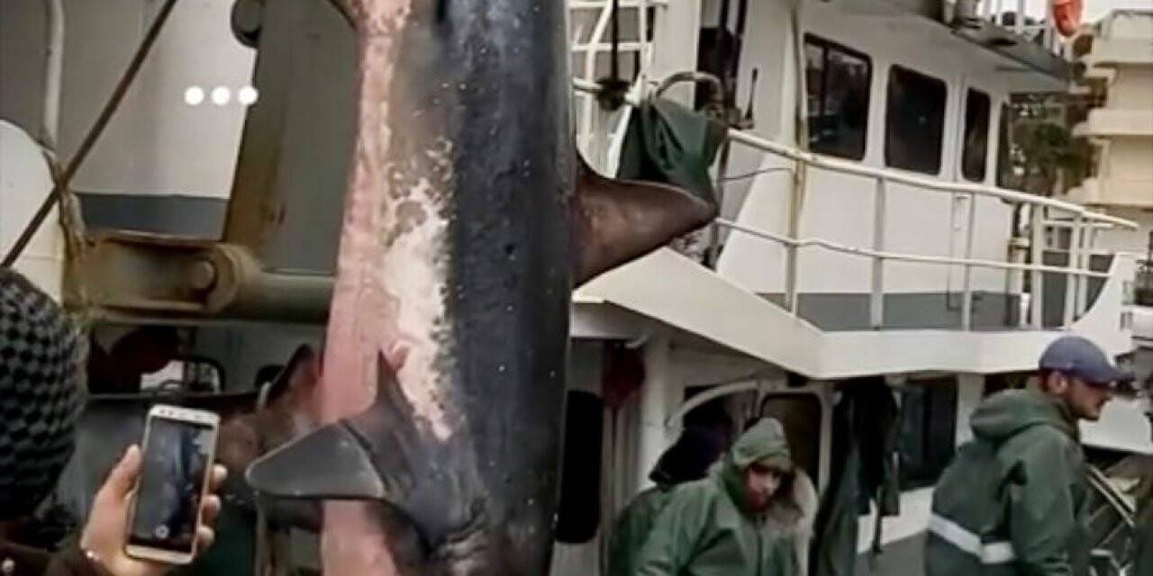 Didimli balıkçıların ağına köpekbalığı takıldı