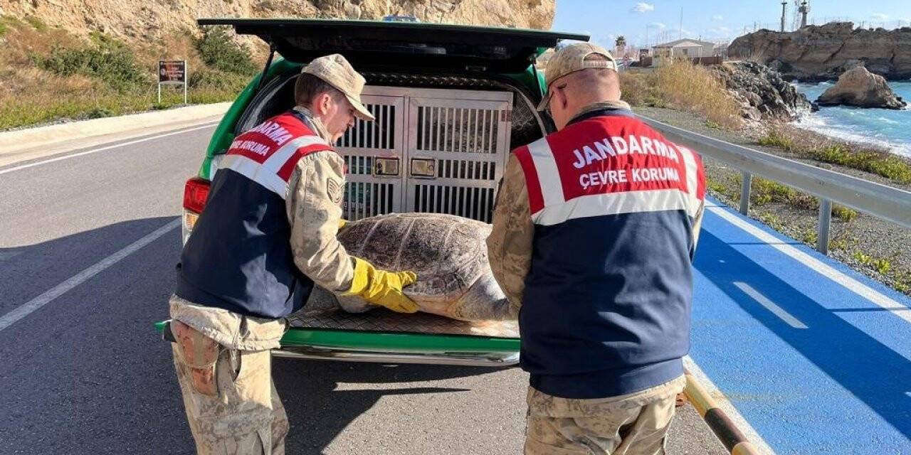 Hatay’da yaralı caretta caretta bulundu