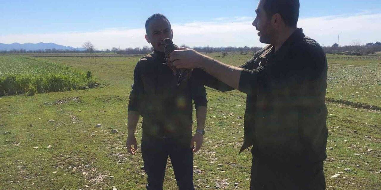 Tedavisi tamamlanan turaç doğaya salındı