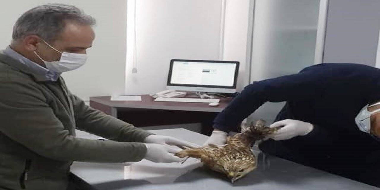 Yaralı şahin tedavi altına alındı