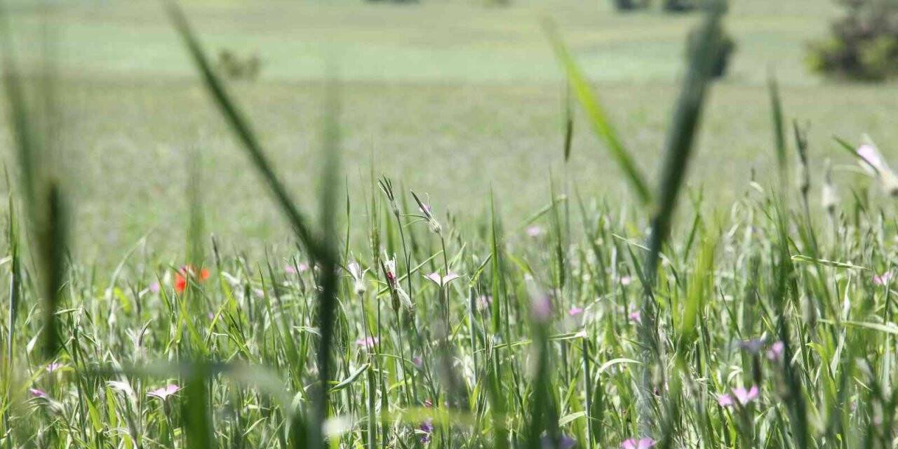 Samsun’un kaba yem ihtiyacı 1,2 milyon ton