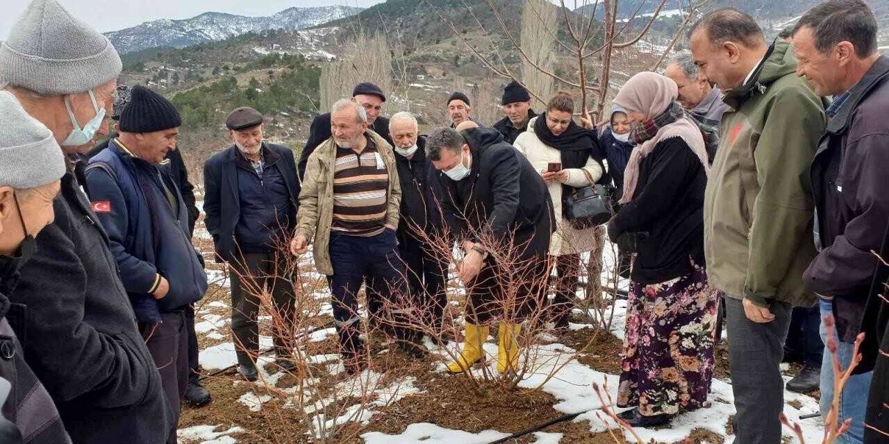 Çiftçiye yaban mersini budama ve gübreleme eğitimi