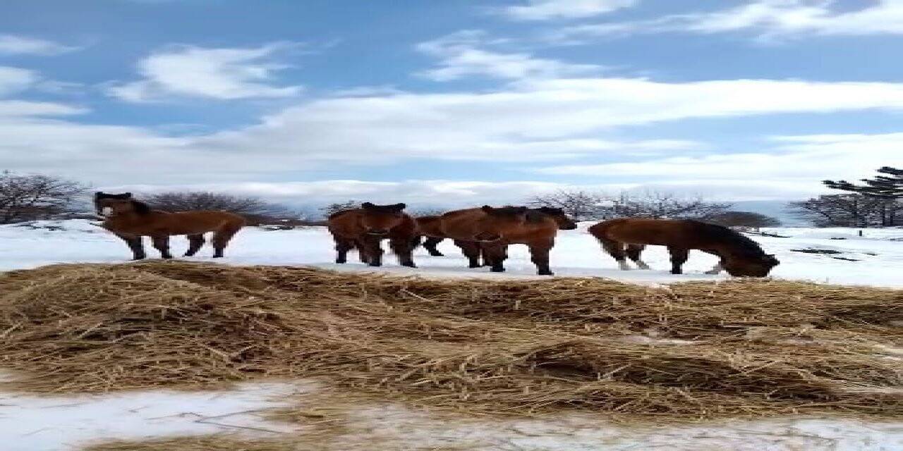 Bolu’da aç kalan yılkı atları beslendi