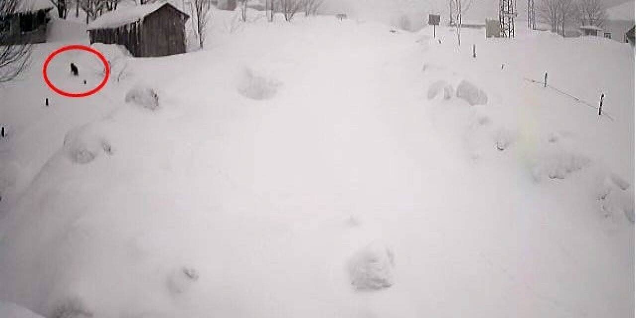 Karlı havada yiyecek arayan kurt kamerada