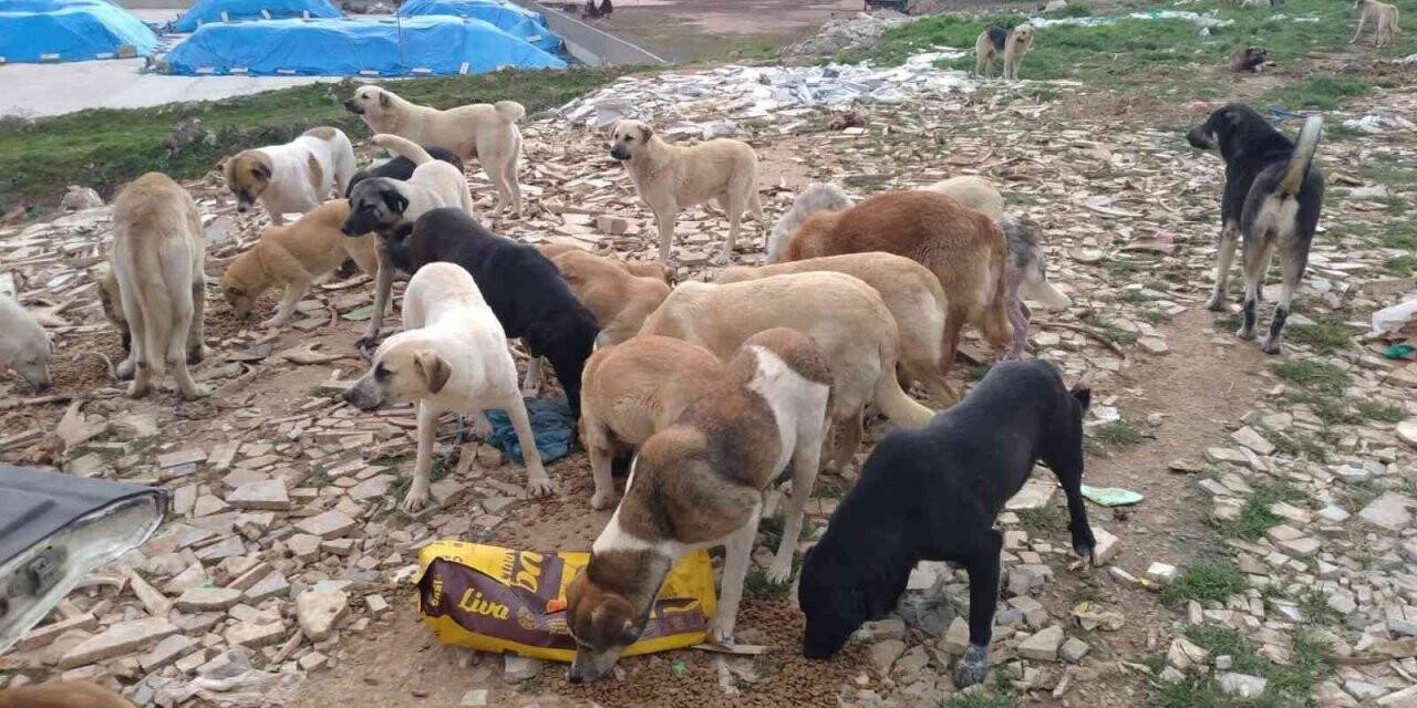 Bandırma Belediyesi ve üniversite öğrencileri sokak canları için buluştu
