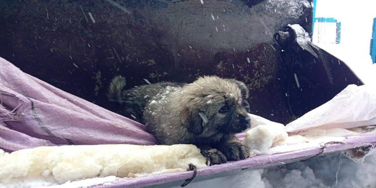 Rize’de keçi yavruları iş makinesinin yardımıyla kurtarıldı