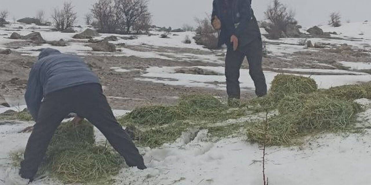 Tunceli’de yaban hayvanları için doğaya yem bırakıldı