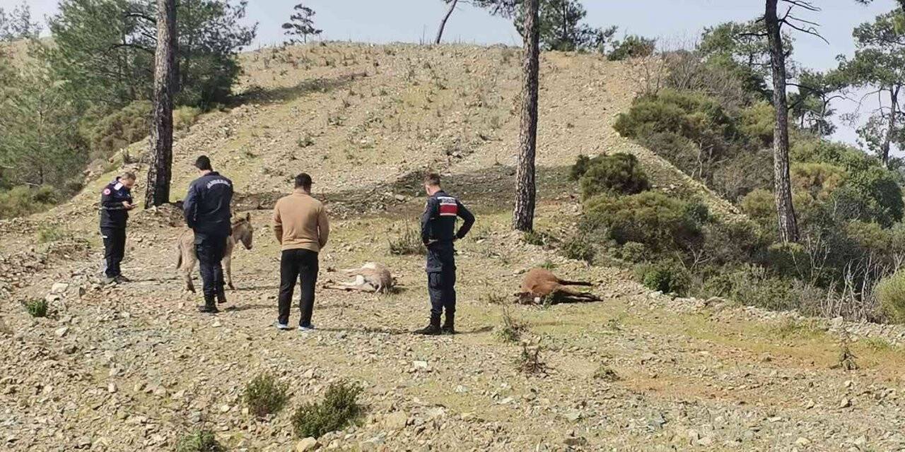 Marmaris’te başıboş eşekler tüfekle vurulmuş halde bulundu