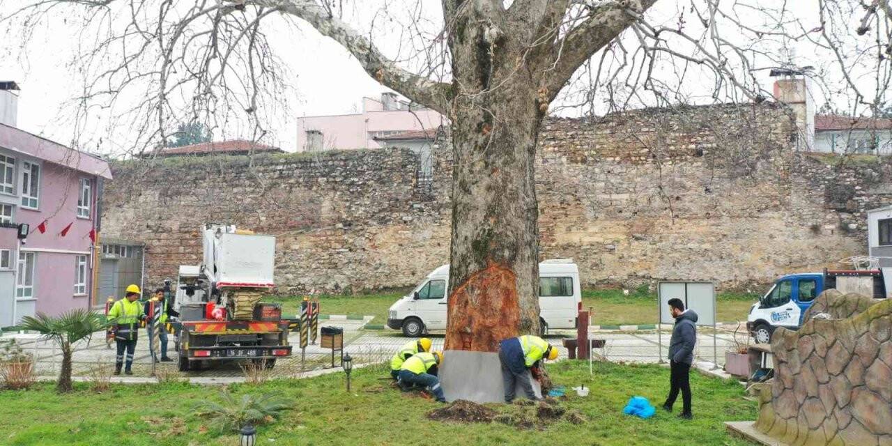 Bursa’nın çınarları koruma altında
