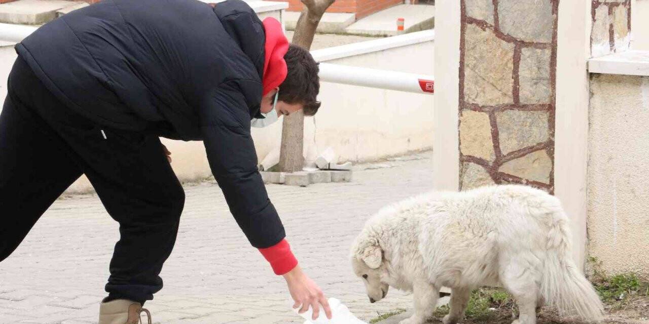 Vicdansızlar bunu da yaptı: Sokak hayvanlarının mama kaplarını çaldılar