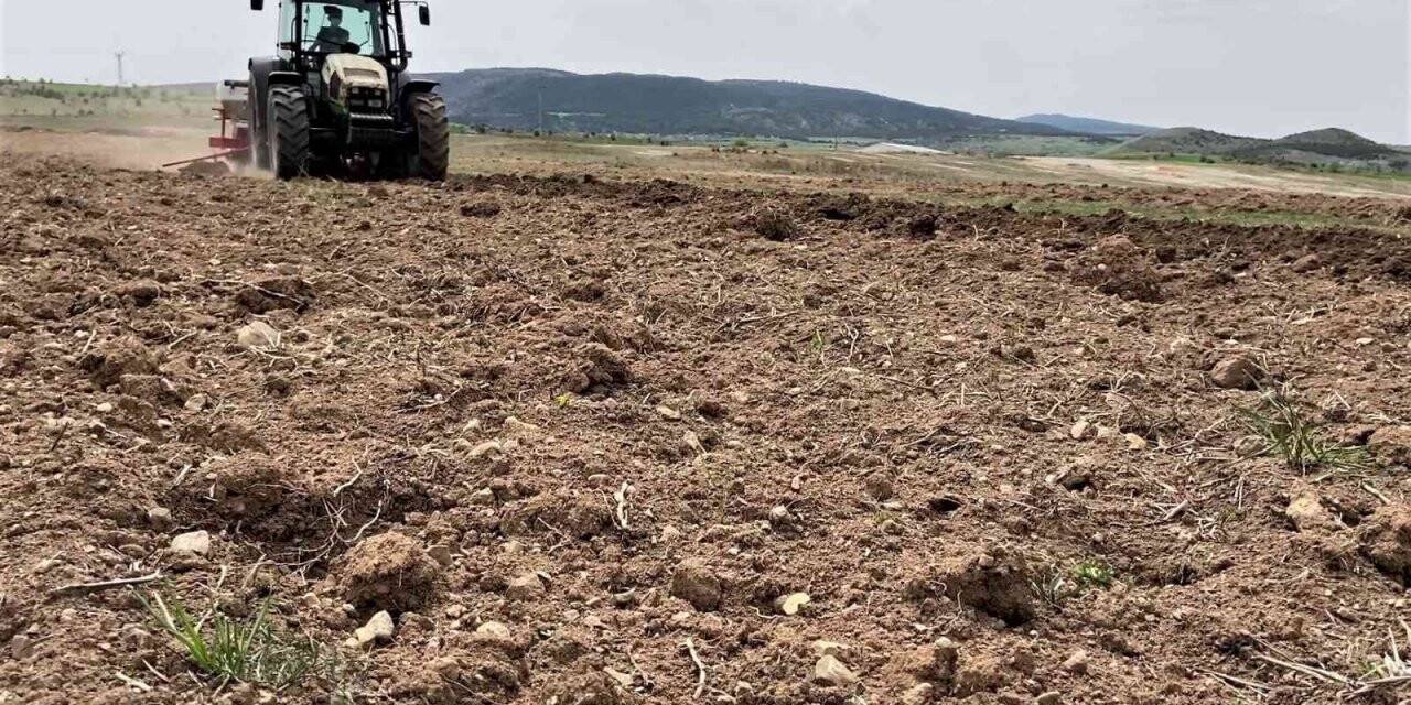Karabük’te 2 bin dekar alanda ayçiçek ekimi yapılacak