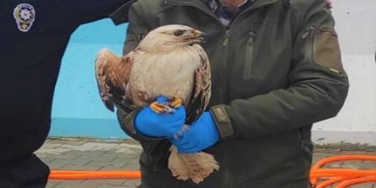 Polisin bulduğu yaralı kartal tedavi altına alındı