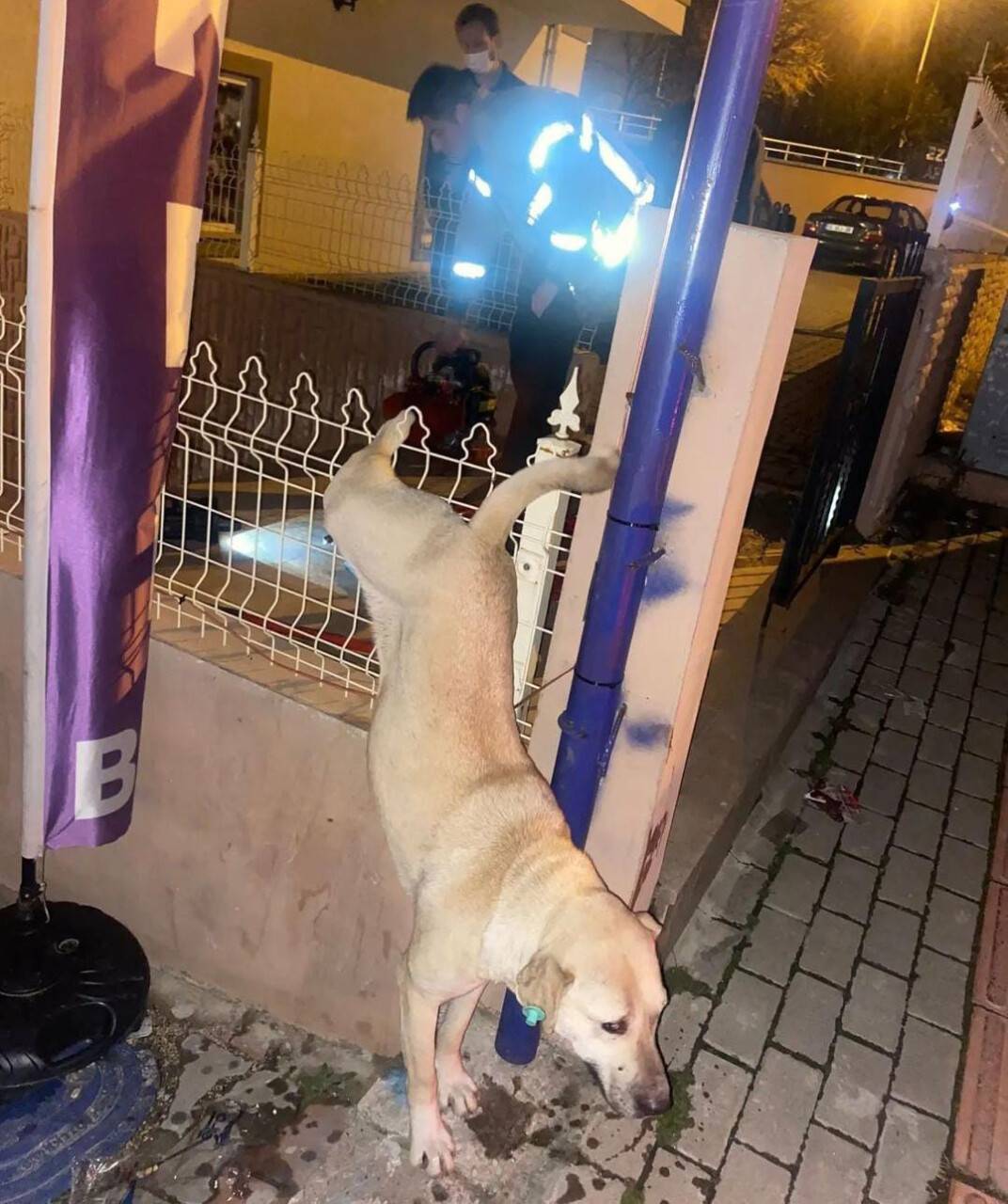 Demir parmaklıklara takılan köpeği itfaiye ekipleri kurtardı