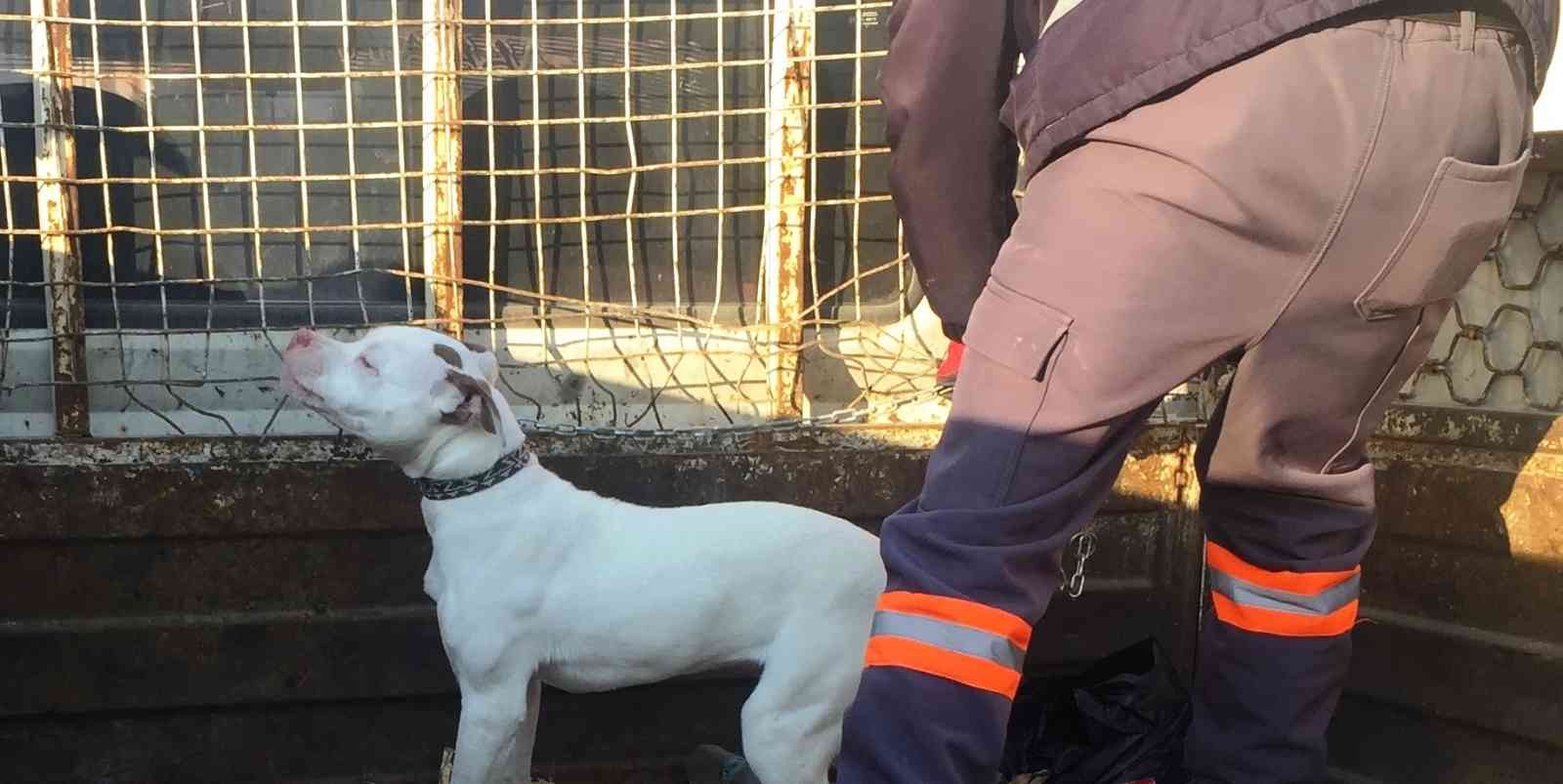 Konya’da başıboş pitbull cinsi köpek yakalanarak barınağına götürüldü
