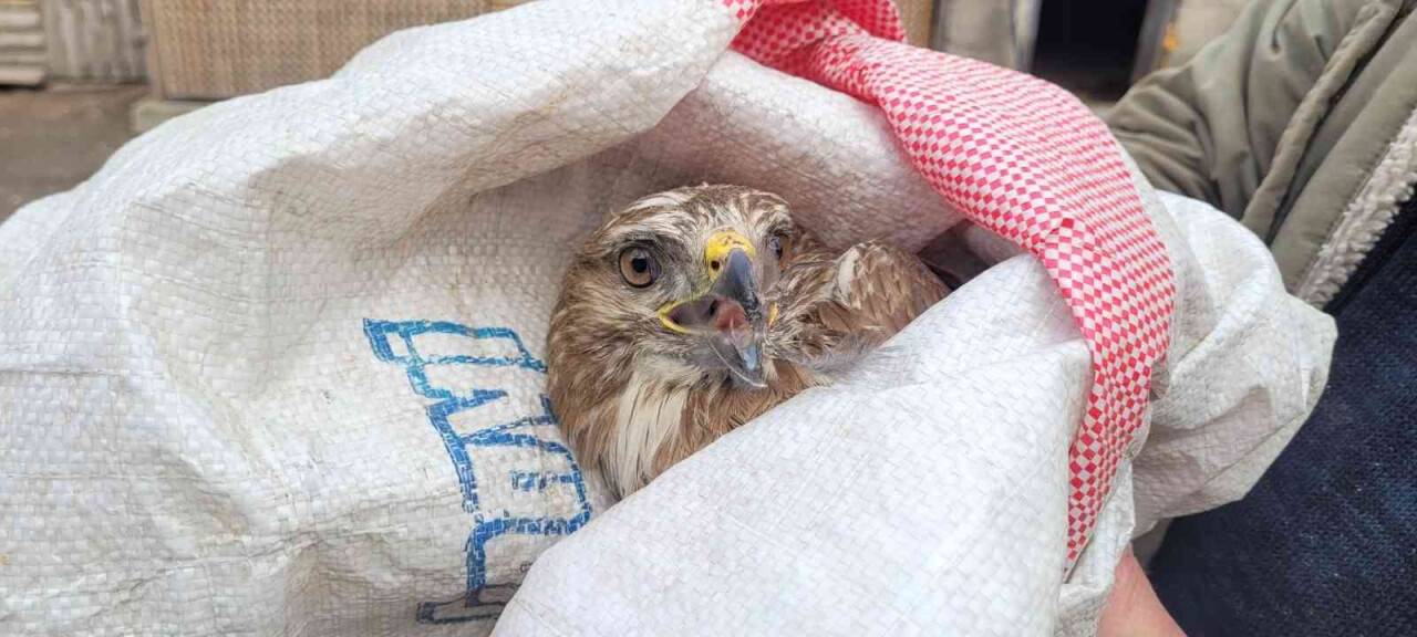 Tavuklarının yanında bulduğu yaralı şahini ekiplere teslim etti