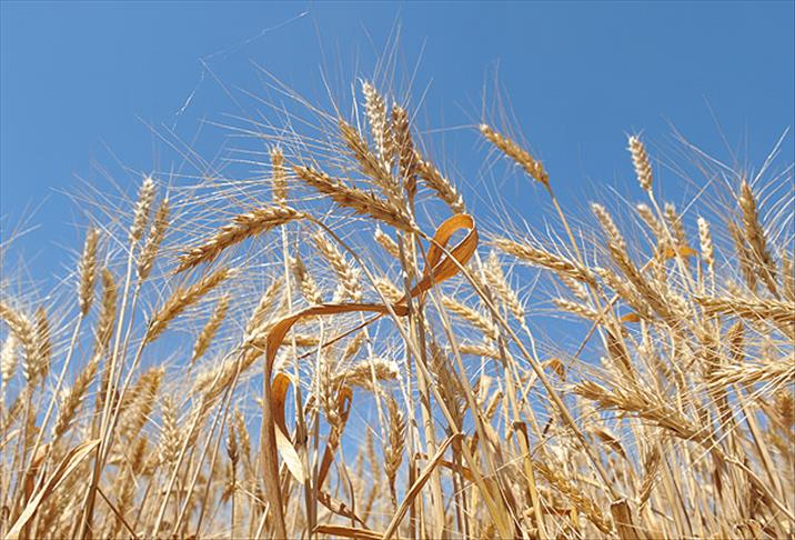 Yağışların Trakya'da buğday ve ayçiçeğinde rekolteyi artırması bekleniyor