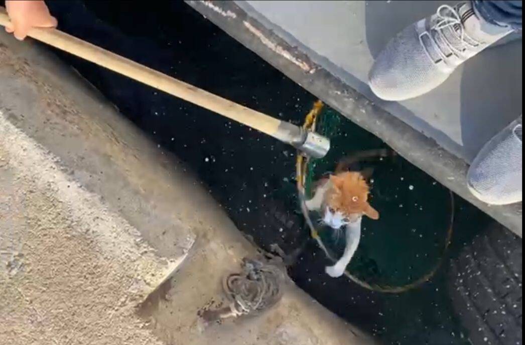 Denize düşen kediyi balıkçılar kurtardı
