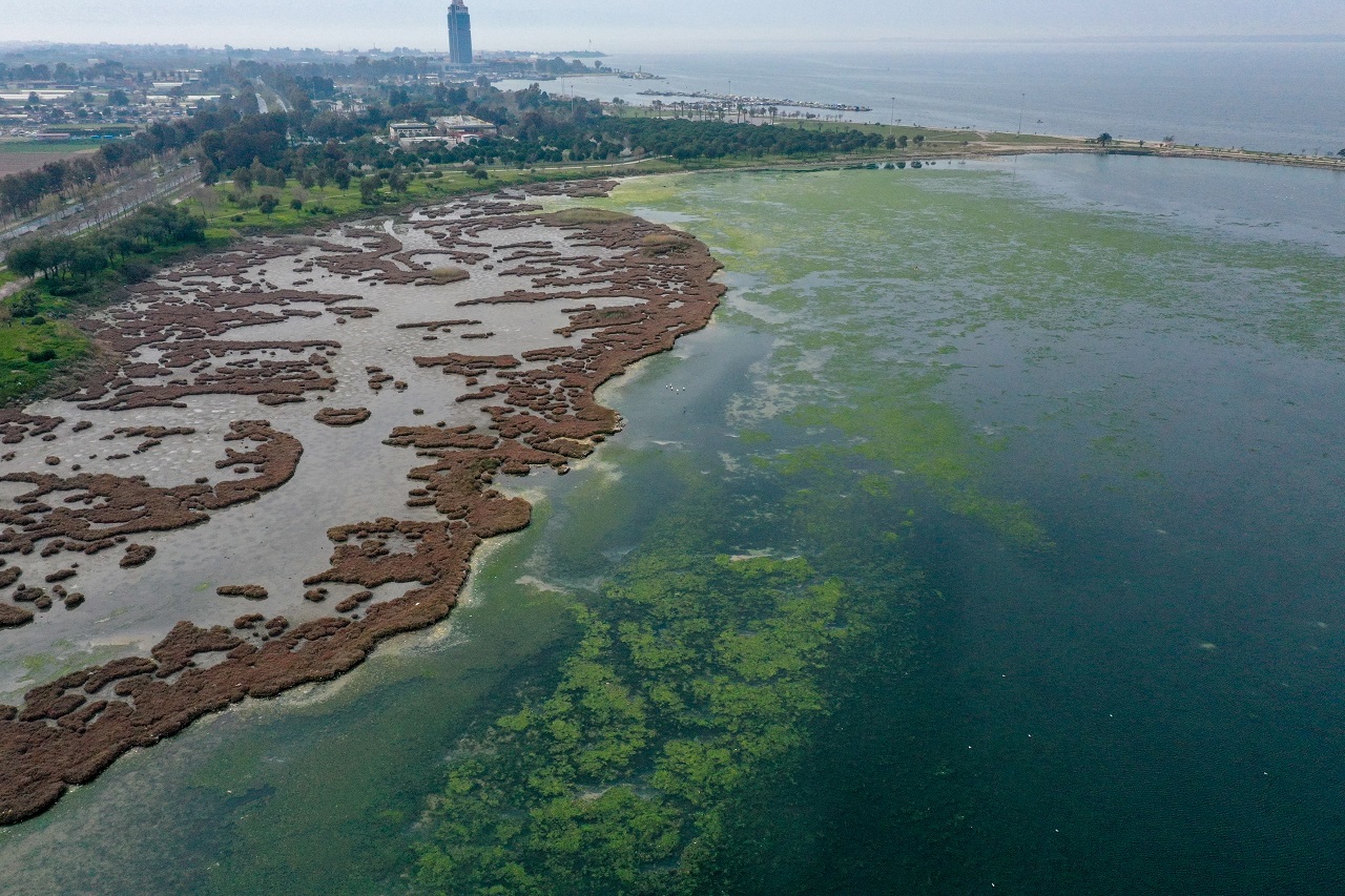 Deniz yosunu, İzmir Körfezi'nde yeniden yayılıyor
