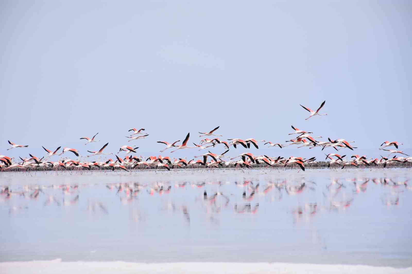 Tuz Gölü’nde Flamingo ölümlerine jandarma önlemi