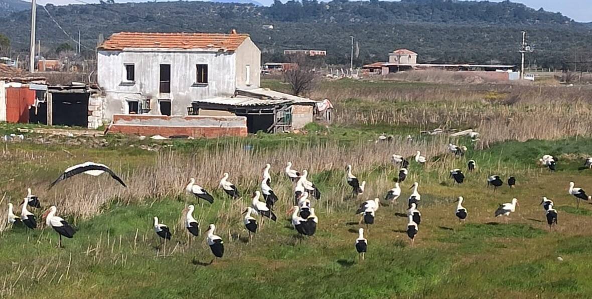 Ayvalık’ı leylekler bastı