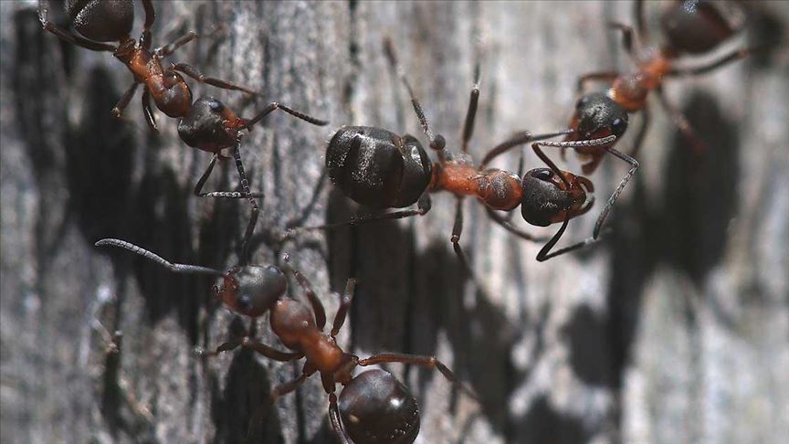 Osaka havalimanında "istilacı" bir karınca türünün çoğaldığı saptandı