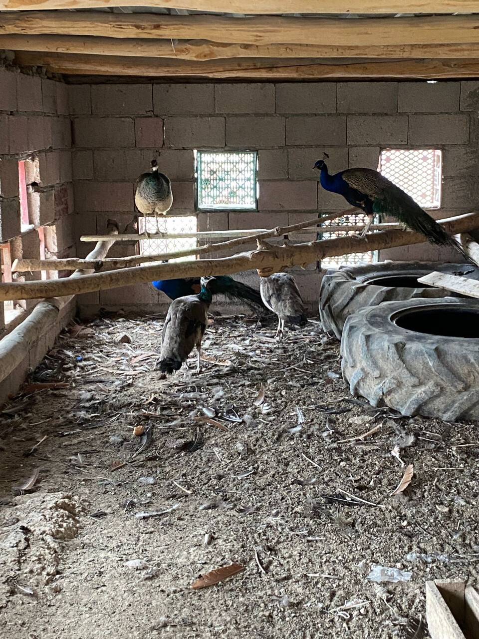 Konya'da düzenlenen operasyonda tavus kuşu ve deve kuşu ele geçirildi