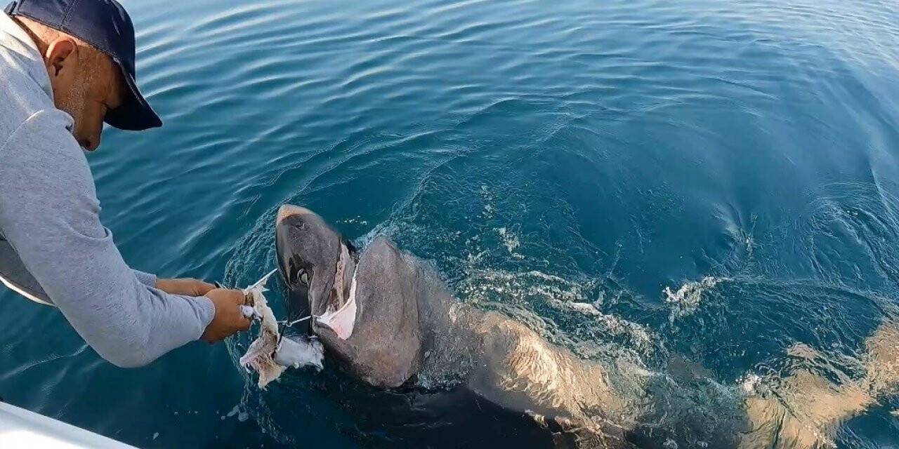 Gelibolu’da nefes kesen köpek balığı avı