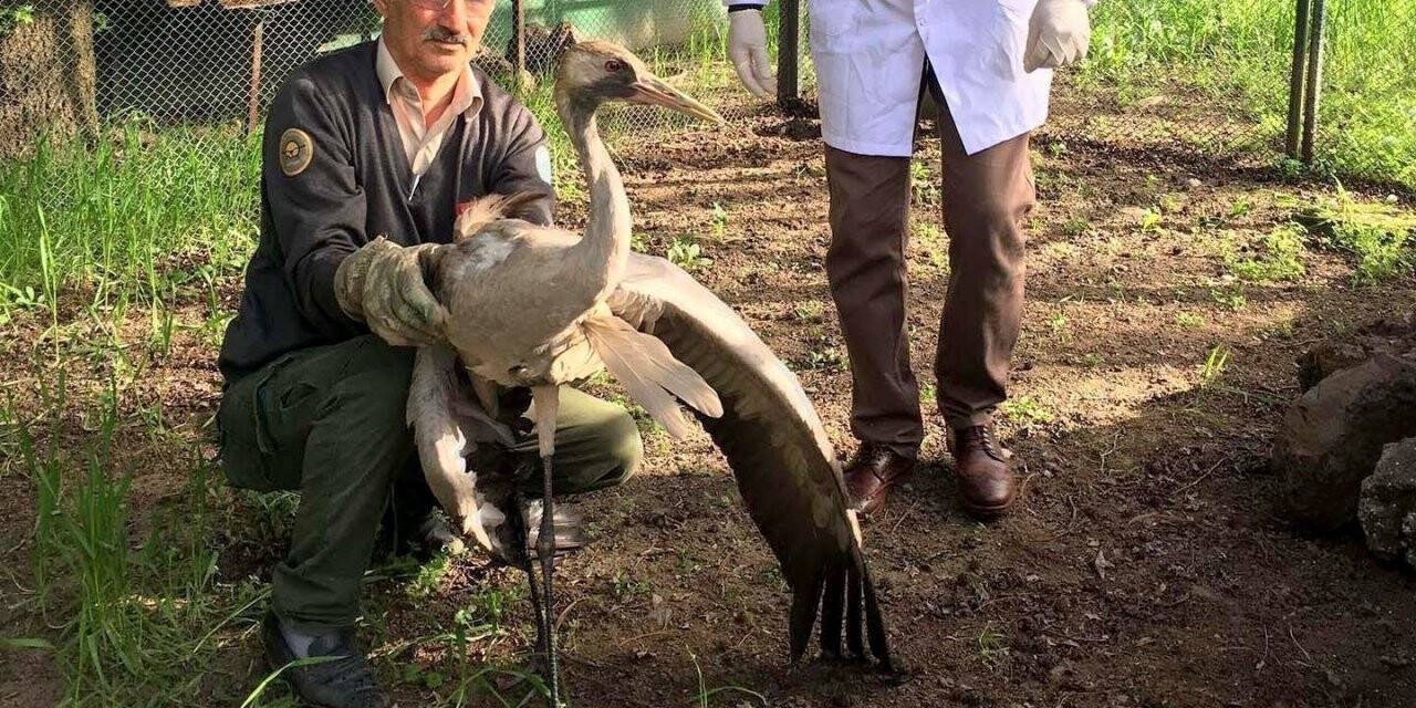 Vatandaşın bulduğu yaralı turna tedavi altına alındı