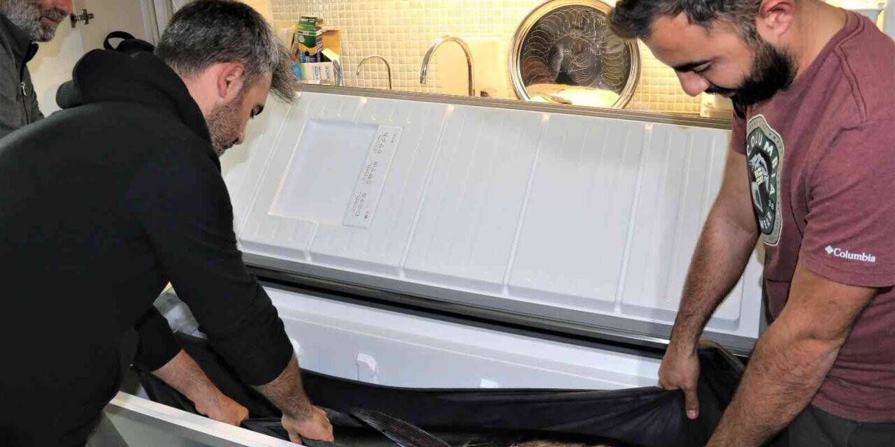 Oltayla tutulan dev orkinosu kamyonetle taşıyıp, evin buzdolabına güçlükle sığdırdılar