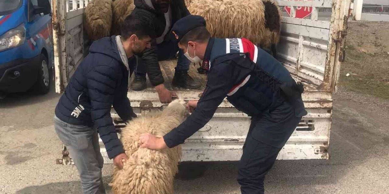 Kayıp hayvanlar jandarma tarafından bulundu