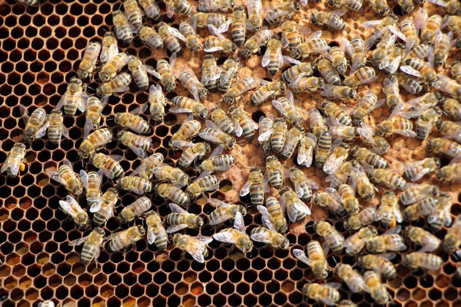 Binlerce arının arasında korkusuzca dolaşıyor