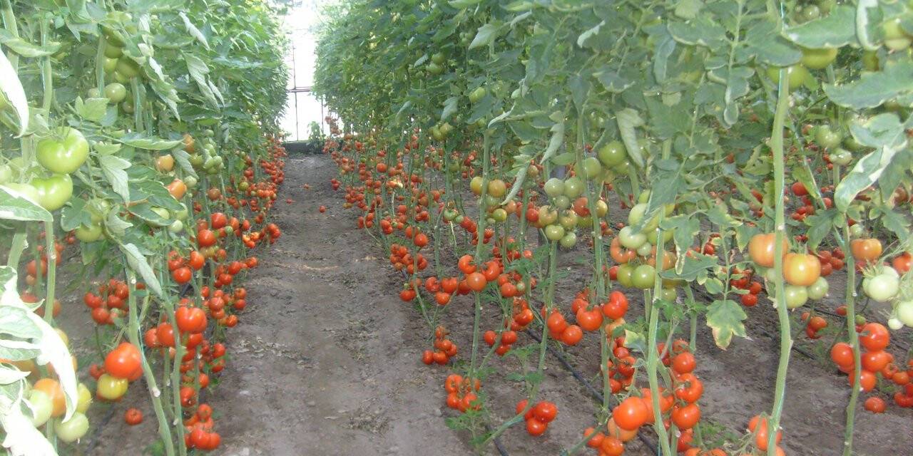 Fiyatlar düşmesin diye toplamıyorlar