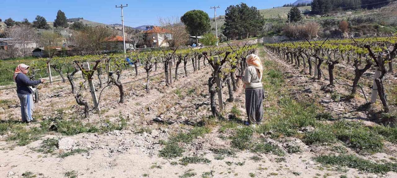 Üzüm bağlarına salkım güvesine karşı biyoteknik mücadele alanları artıyor