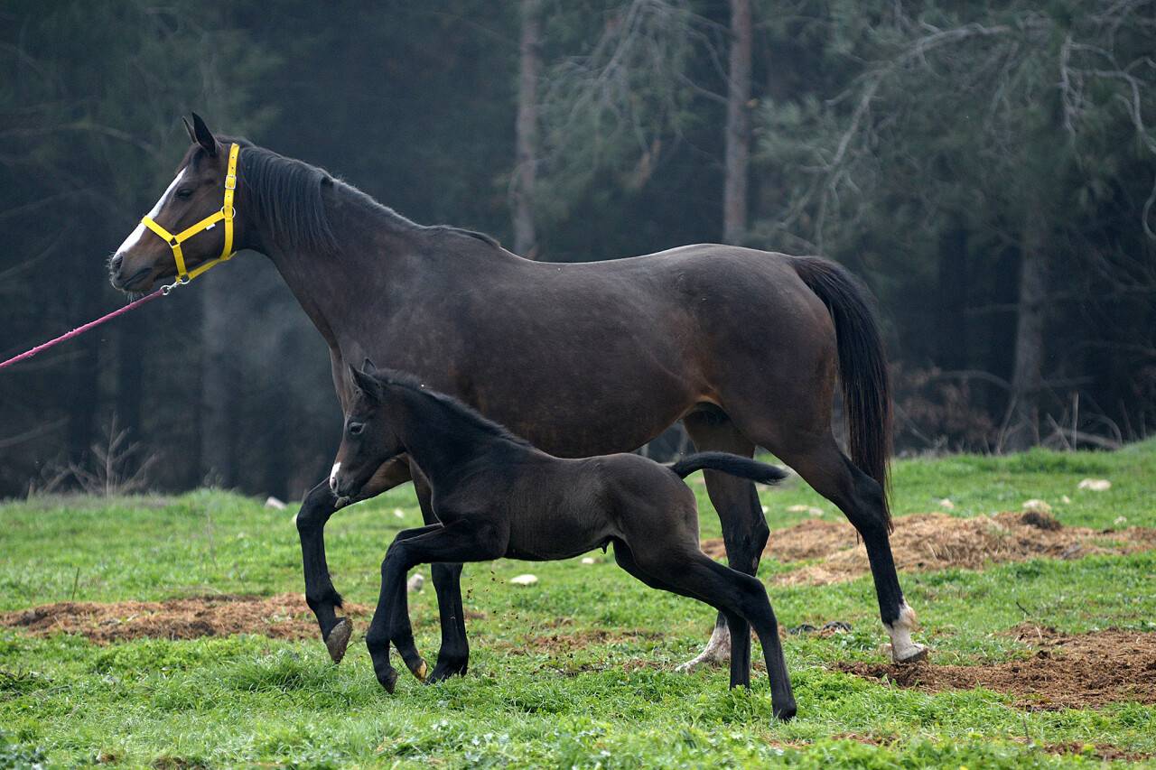 Bursa Uludağ Üniversitesi'nin safkan İngiliz tayı 80 bin 500 liraya satıldı