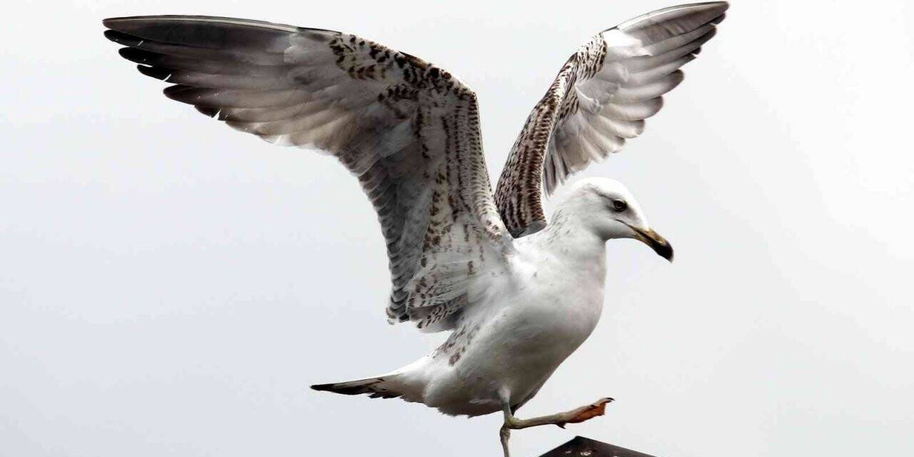 Martıdan kartal pozu
