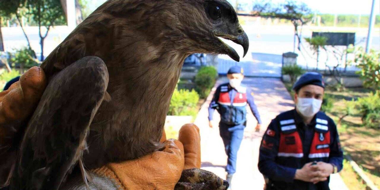 Jandarmadan yaralı şahine şefkat eli