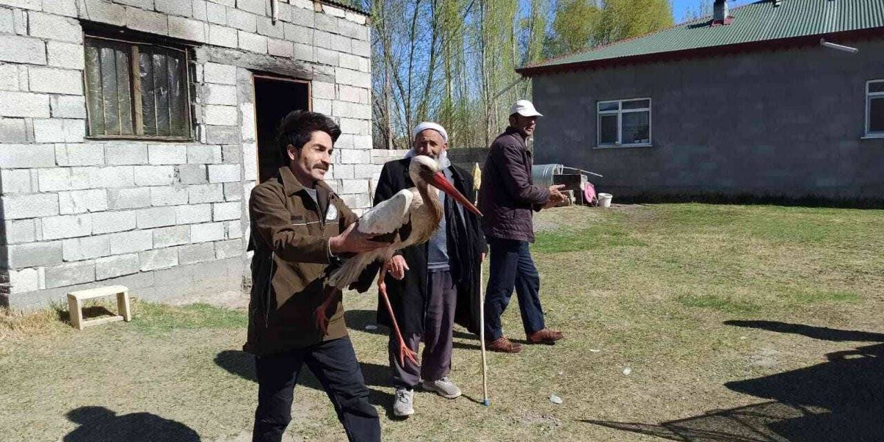 Tedavisi tamamlanan leylek doğaya bırakıldı