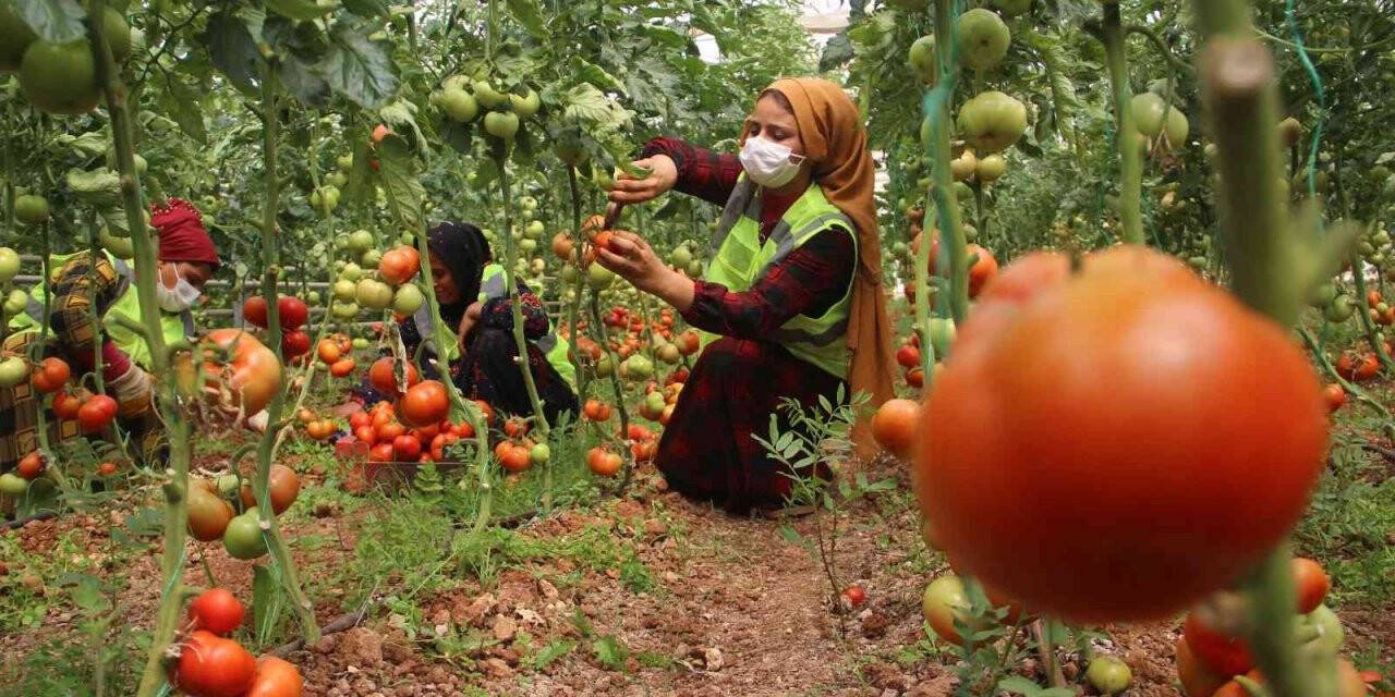 Belediye serasında yetiştirilen domatesler ihtiyaç sahiplerine dağıtılıyor