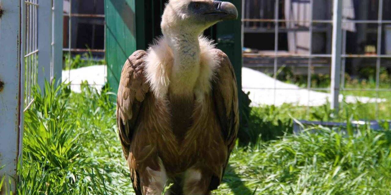 Açlıktan uçamaz hale gelmişti: Nesli tükenme tehlikesi altında olan Mısır akbabası tedavi altına alındı