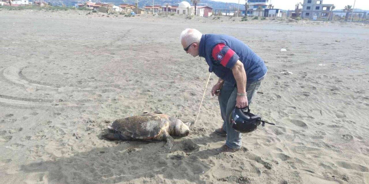Nesli tehlike altında bulunan 4 yeşil deniz kaplumbağası ölü bulundu