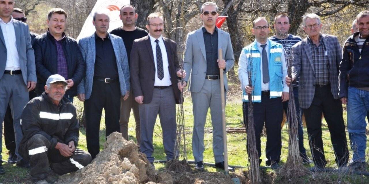 Emet’te Küreci cinsi elma fidanları toprakla buluştu