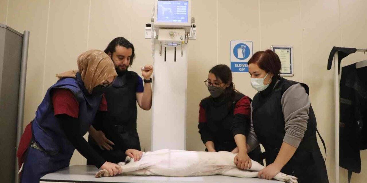 4 binin üzerinde hasta hayvan şifa buldu